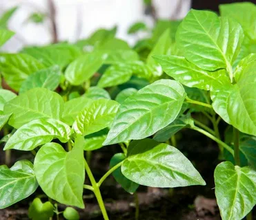 تصویر 2 از نشا فلفل دلمه ای گلخانه‌ ای با باردهی طولانی